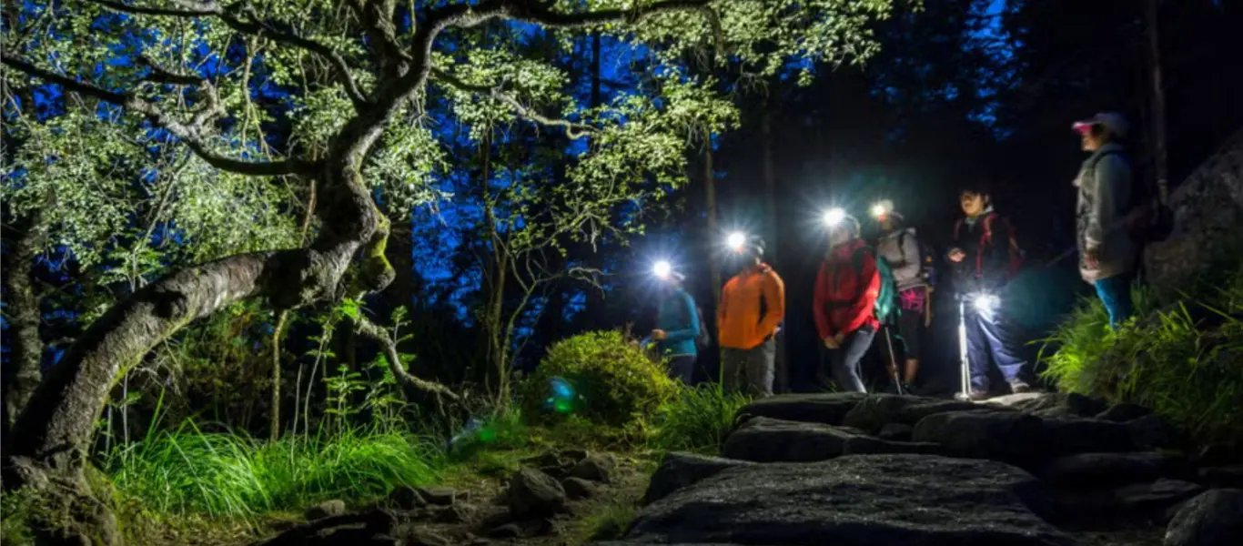 Bajo las estrellas: magia nocturna en el bosque de Cariló